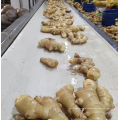 China fresh ginger factory supply washed yellow ginger export